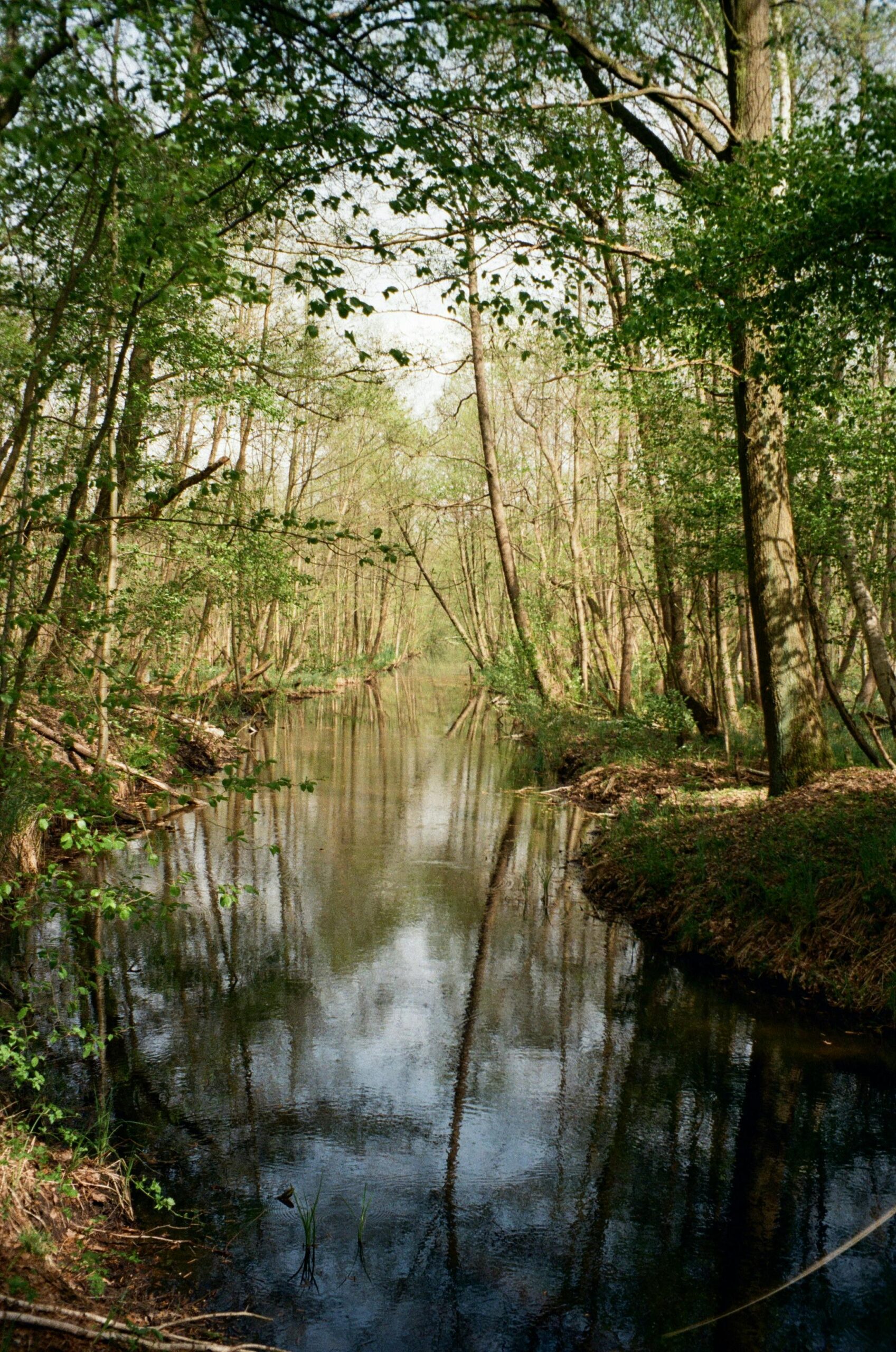 Serene forest stream reflecting the vibrant greenery of early spring.