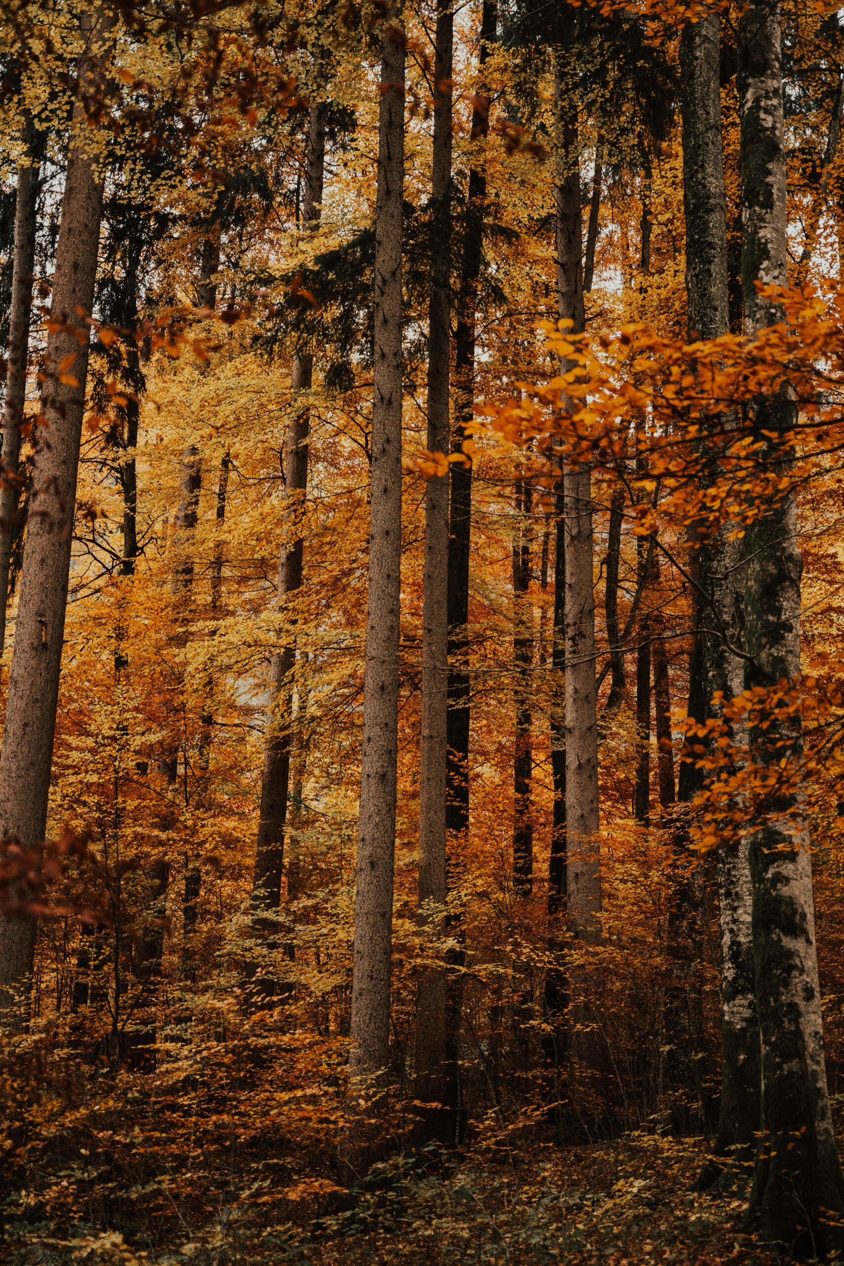 Explore the vibrant autumn foliage in Schwangau's forest with tall trees and orange leaves.